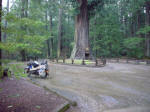 Chandelier redwood